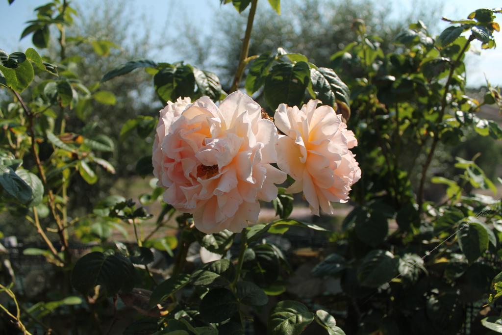 Agriturismo Su Recreu Ittiri Ngoại thất bức ảnh