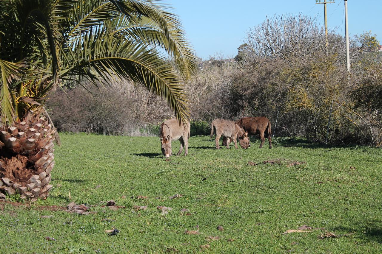 Agriturismo Su Recreu Ittiri Ngoại thất bức ảnh